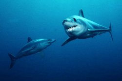 Shortfin Mako