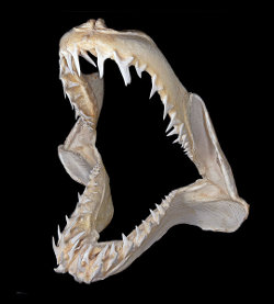 Shortfin Mako Jaw