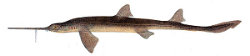 Shortnose Sawshark