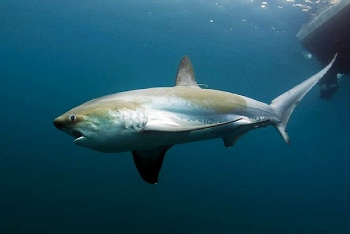 Thresher Shark