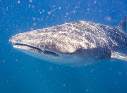 Whale Sark