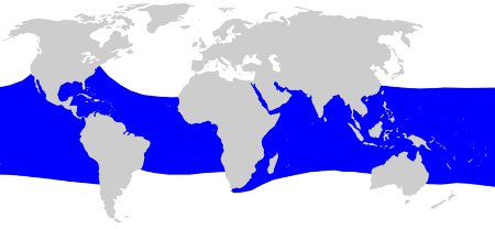 Whale Shark Distributio