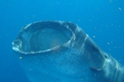 Whale Shark Feeding