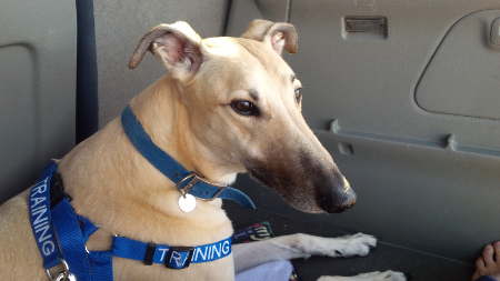 greyhound in car